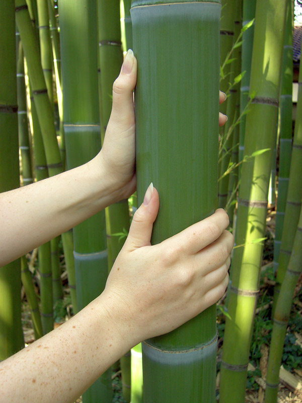 XL Giant Timber Bamboo (bambusa oldhamii) Urban Palms
