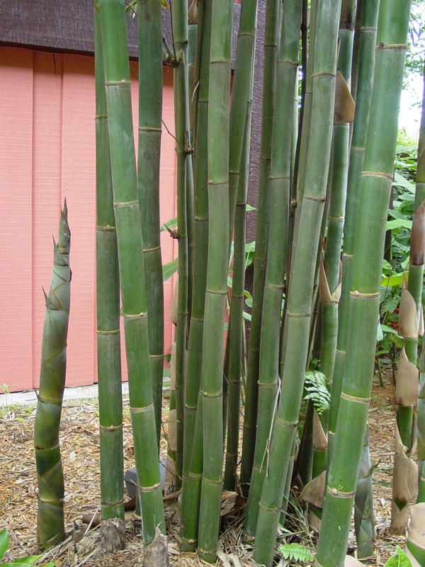 XL Giant Timber Bamboo (bambusa oldhamii) Urban Palms