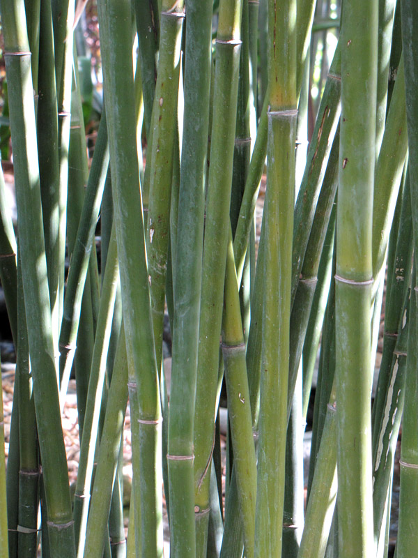 XL Gracilis Bamboo (bambusa textilis) Urban Palms