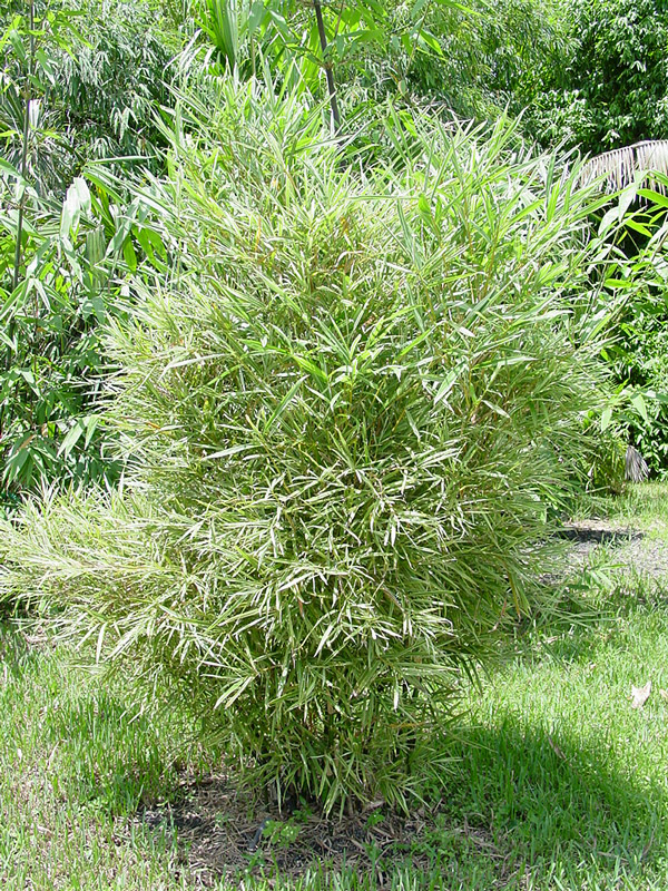XL Malay Dwarf Variegated Bamboo (bambusa glaucophylla) Urban Palms