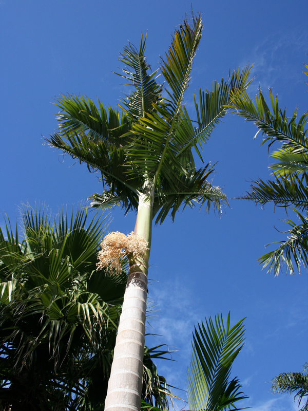 King Palm
