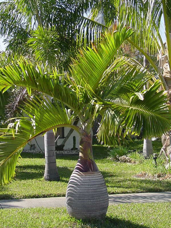Bottle Palm Tree (hyophorbe lagenicaulis) Urban Palms