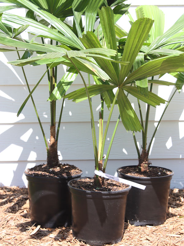 XL Australian Fan Palm Tree (licuala ramsayi) Urban Palms