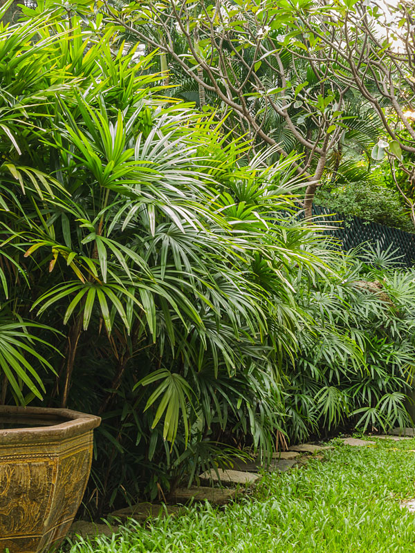 Clustering Lady Palm (rhapis excelsa) Urban Palms