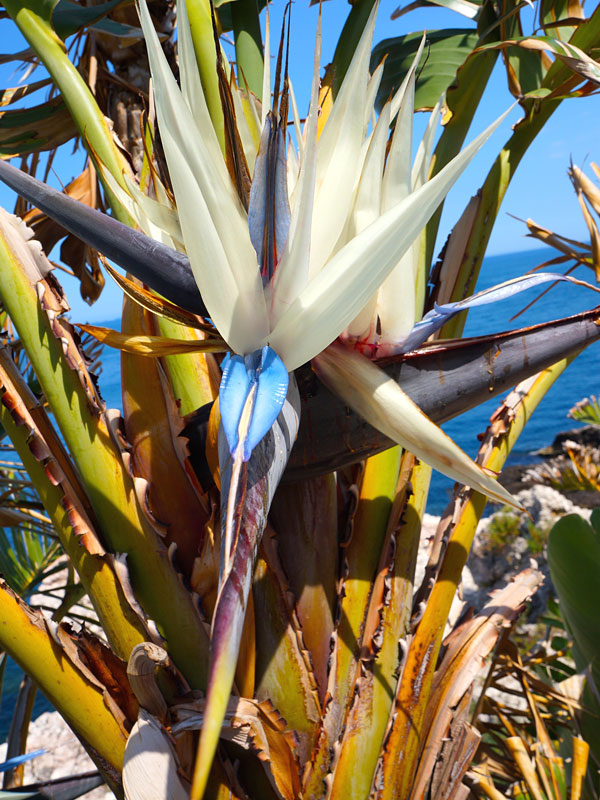 Mature Bird Of Paradise Plant For Sale