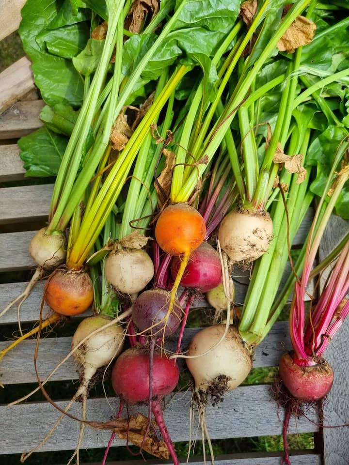 How To Grow Beetroot Urban Patch