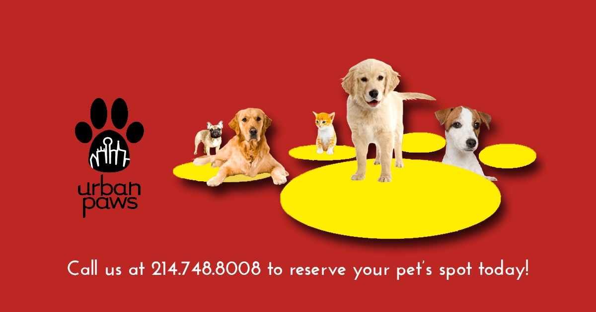 Dallas Dog Boarding and Daycare Urban Paws Dallas