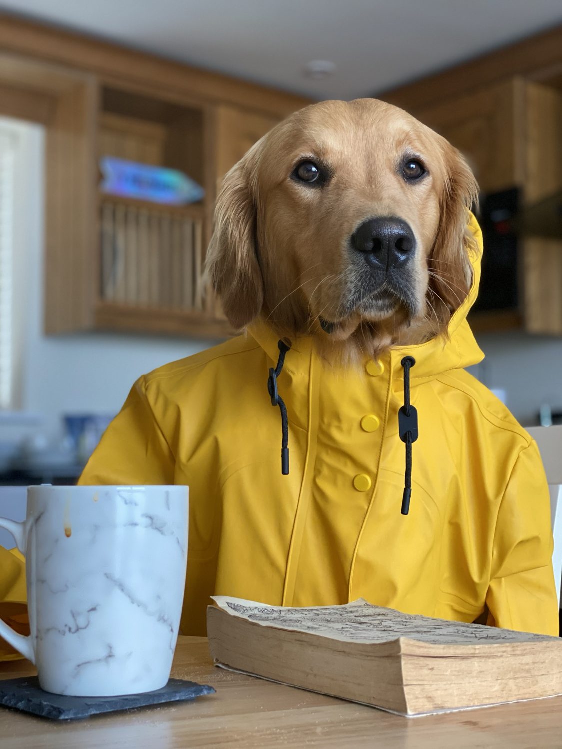 Huxley Golden Retriever Urban Paws Agency