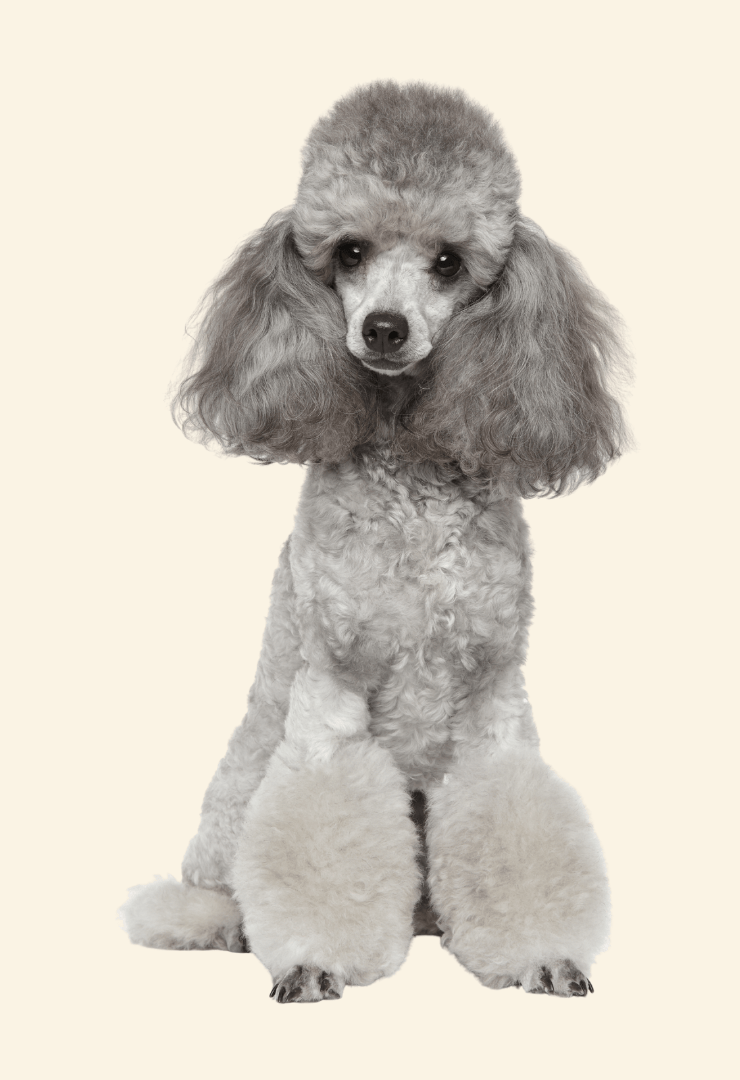 Poodle (Toy) Urban Paws Agency