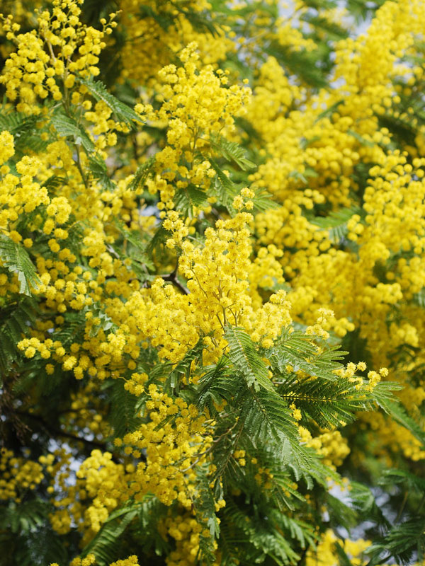 Yellow Mimosa Tree