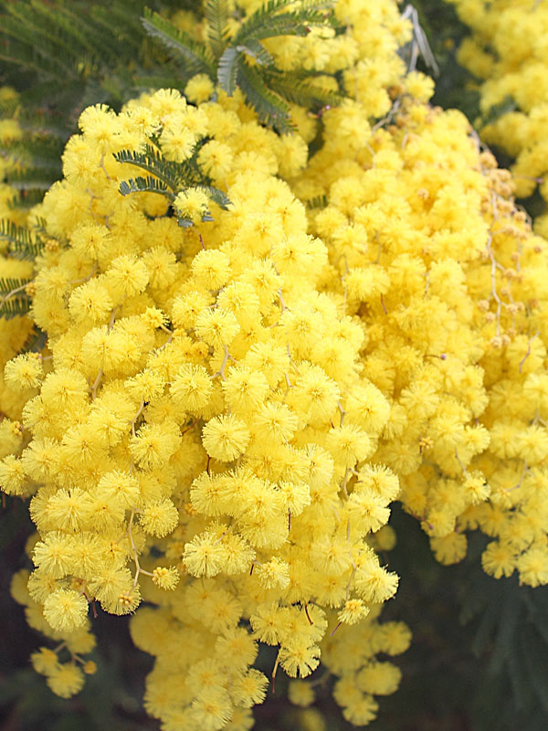 Yellow Puff Sweet Acacia Tree (acacia farnesiana) Urban Perennials