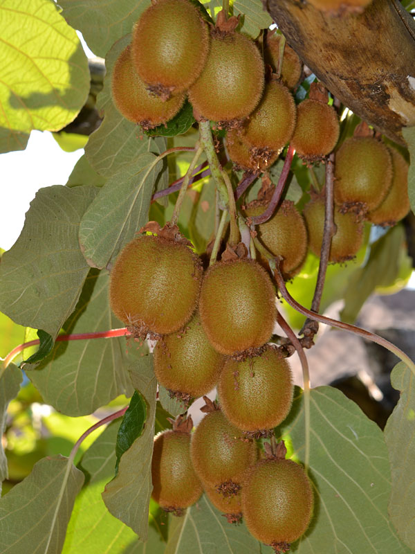 Large Fuzzy Kiwi Tomuri Male Plant (actinidia deliciosa
