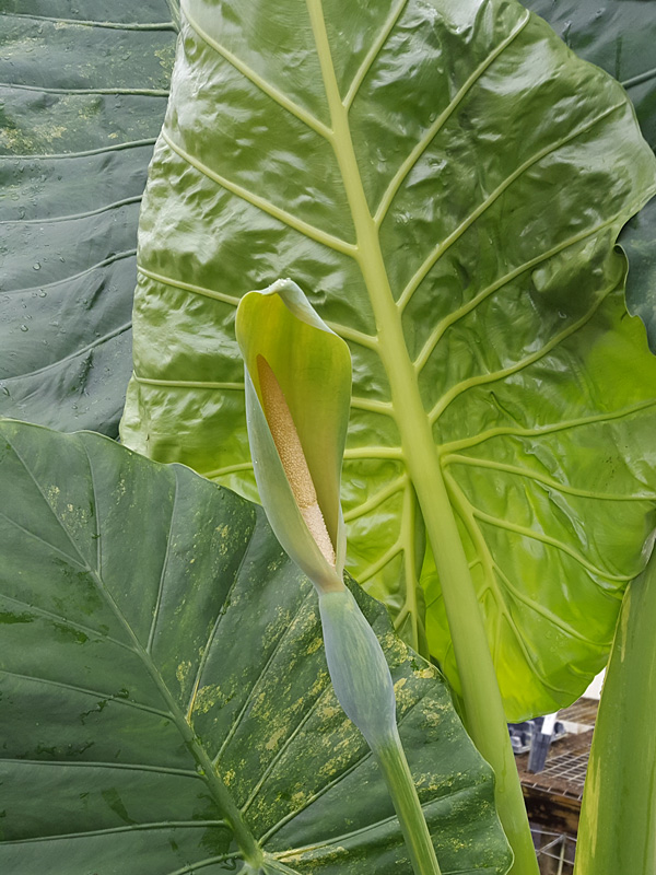 Lg. Variegated Persian Elephant Ear Plant (alocasia