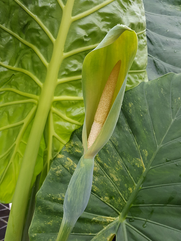 Lg. Variegated Persian Elephant Ear Plant (alocasia