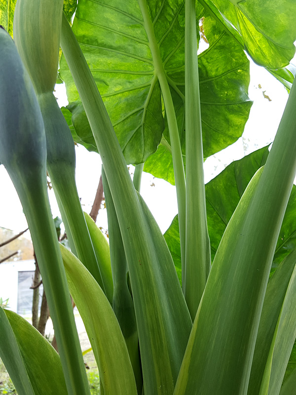 Lg. Variegated Persian Elephant Ear Plant (alocasia