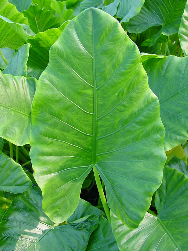 Lg. Giant Tropic Elephant Ear Plant (alocasia macrorrhiza