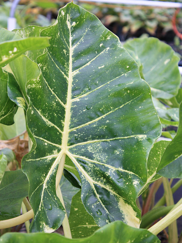 Lg. New Guinea Gold Elephant Ear Plant (alocasia sp