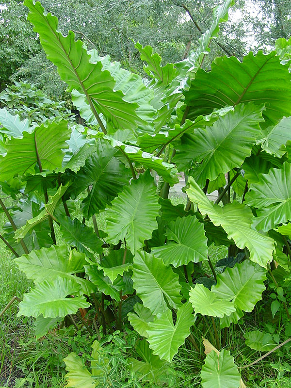 Lg. Cold Hardy Giant Elephant Ear Plant (alocasia