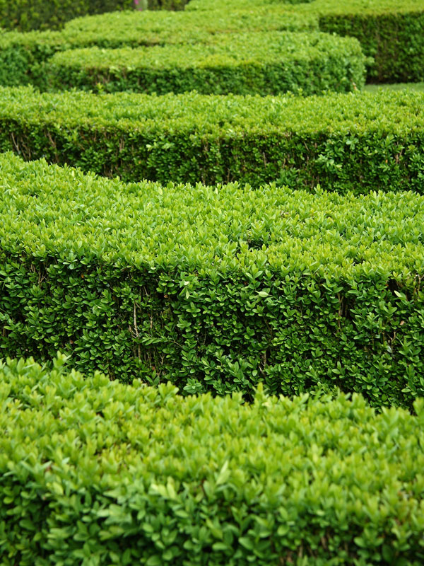 Japanese Boxwood Hedge Bush (buxus microphylla) Urban Perennials