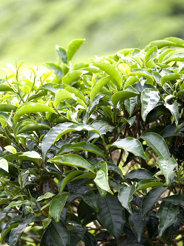 2 Green Tea Bush High Yield Plants (camellia sinensis) Urban Perennials