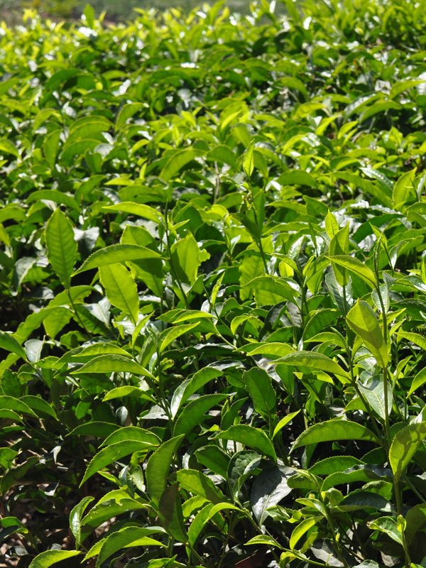 2 Green Tea Bush High Yield Plants (camellia sinensis) Urban Perennials