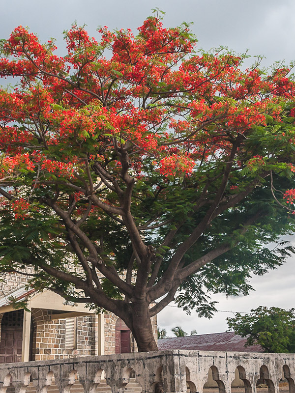 Flamboyant Royal Poinciana Tree (delonix regia) Urban Perennials