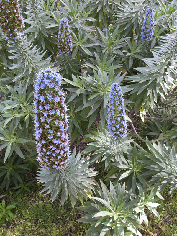 Purple Spike Pride of Madeira Plant (echium fastuosum) Urban Perennials