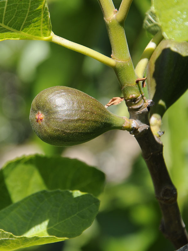 Huge Hybrid Celeste Fig Tree (ficus carica) Urban Perennials