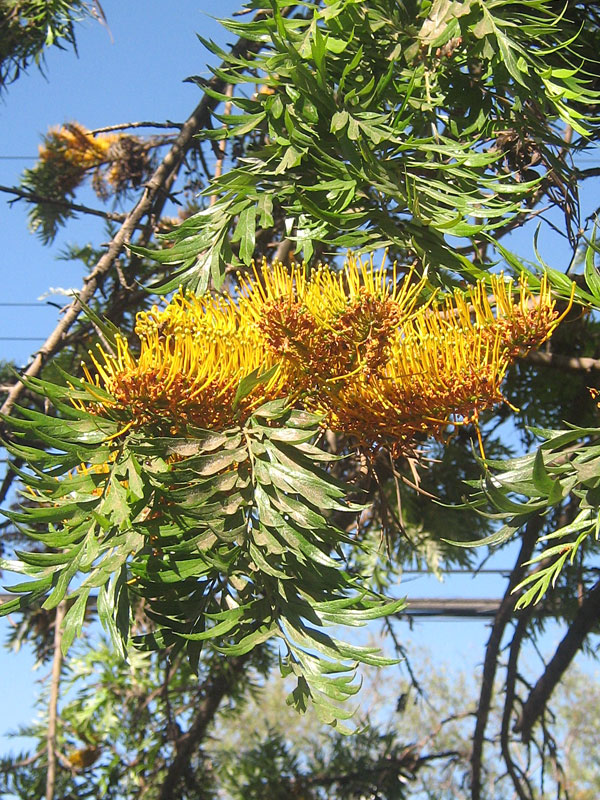 Tropical Silky Oak Tree (grevillea robusta) Urban Perennials