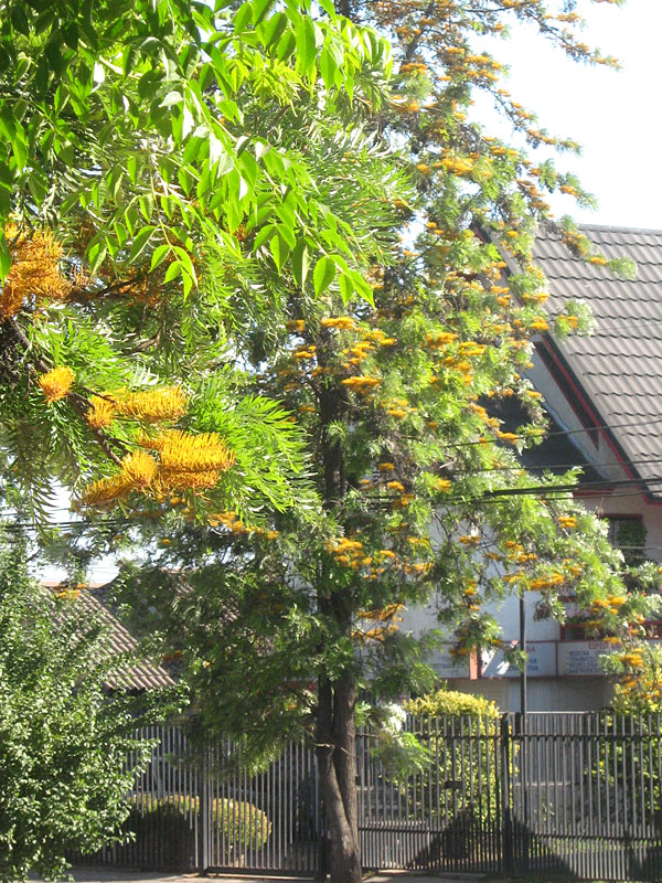 Tropical Silky Oak Tree (grevillea robusta) Urban Perennials