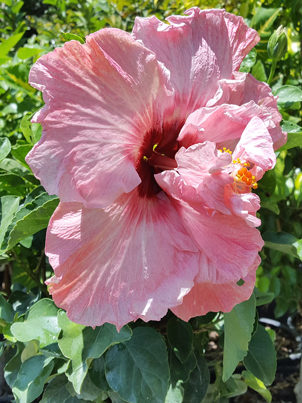 Hibiscus Giant Pink Poodle (h.rosasinensis) Urban Perennials