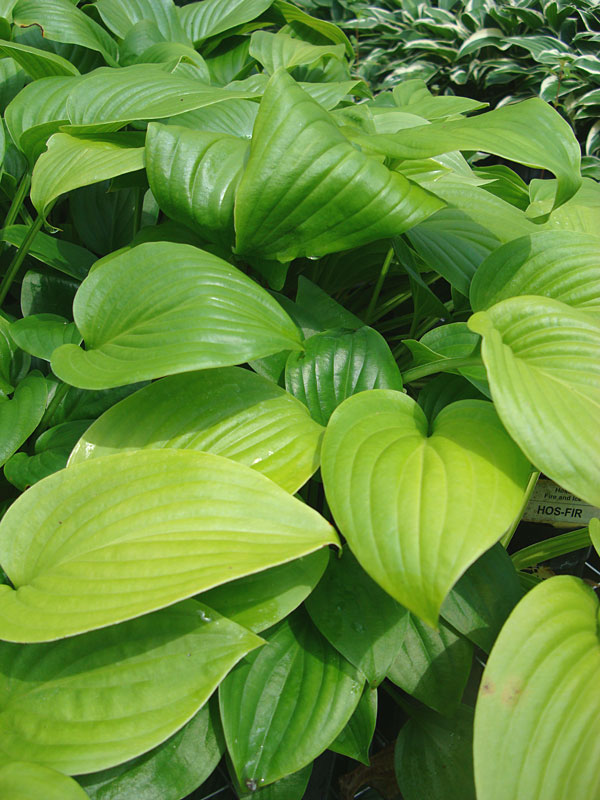 Hosta Fried Green Tomatoes Plant Urban Perennials