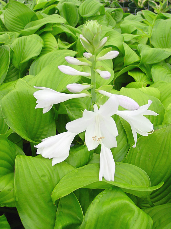 Hosta Fried Green Tomatoes Plant Urban Perennials