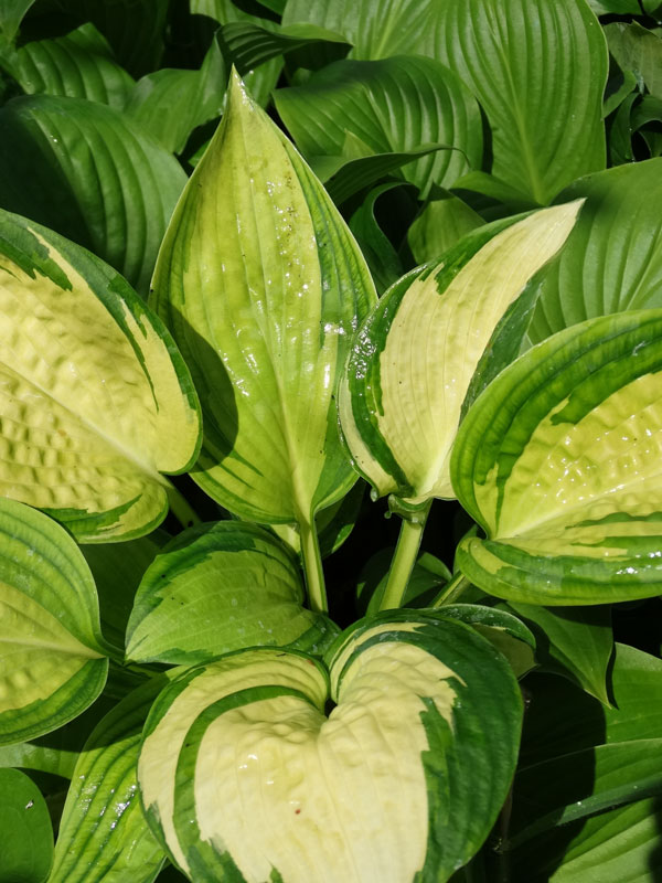 Hosta Great Expectations Plant Urban Perennials