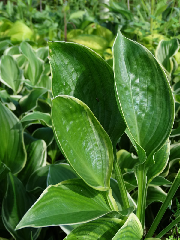 Hosta Rain Dancer Plant Urban Perennials