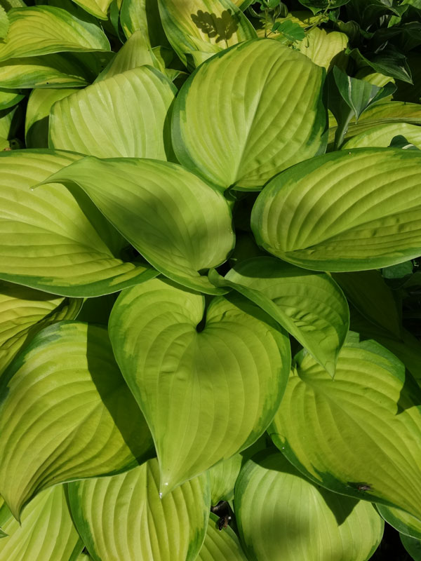 Hosta Stained Glass Plant Urban Perennials