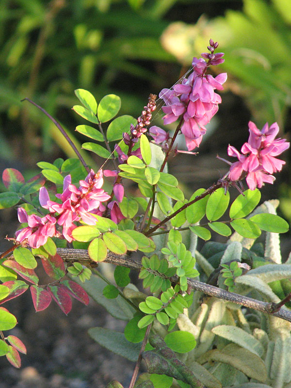 Pink Chinese Indigo Plant (indigofera amblyantha) Urban Perennials