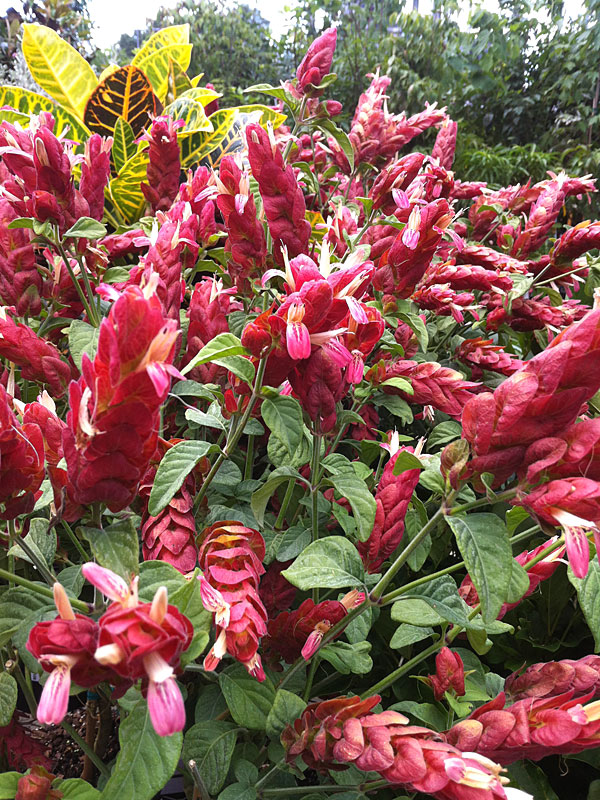 2 Pink Shrimp Plants (justicia brandegeana) Urban Perennials