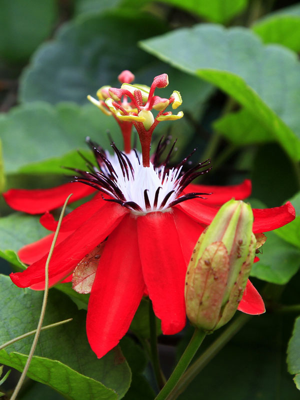 Red Flowering Passionfruit Vine (passiflora coccinea) Urban Perennials