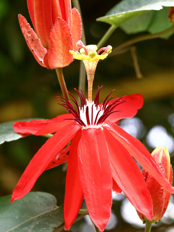 Red Flowering Passionfruit Vine (passiflora coccinea) Urban Perennials