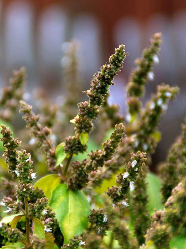 Aromatic Patchouli Bush (pogostemon cablin) Urban Perennials