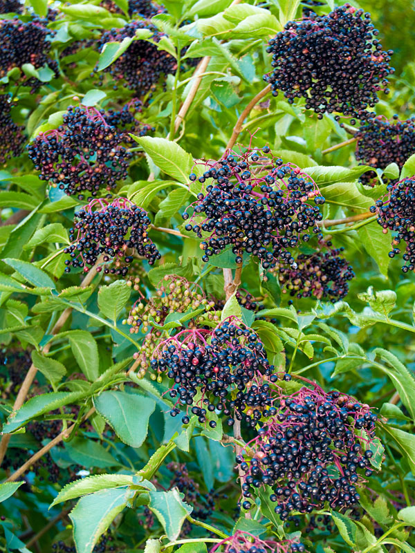 American Black Elderberry Bushe (sambucus canadensis) Urban Perennials