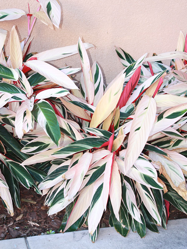 Tricolor Ginger Plant (stromanthe sanguinea) Urban Perennials