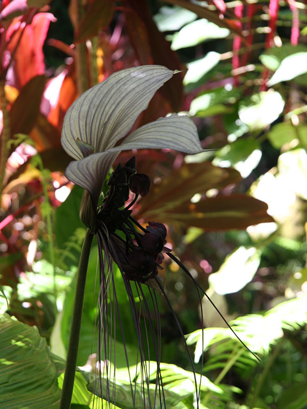 Lg. White Bat Flower Plant (tacca integrifolia) Urban Perennials