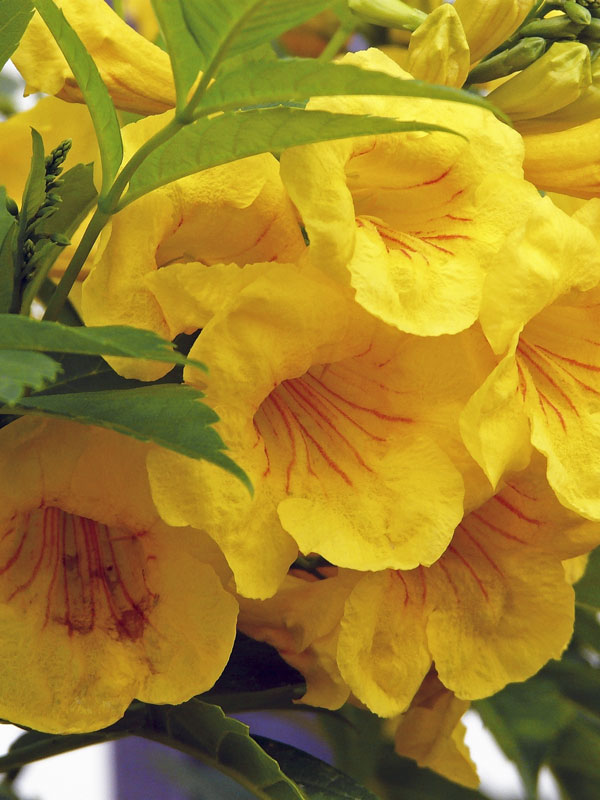 Texas Yellow Bell Bush stans) Urban Perennials