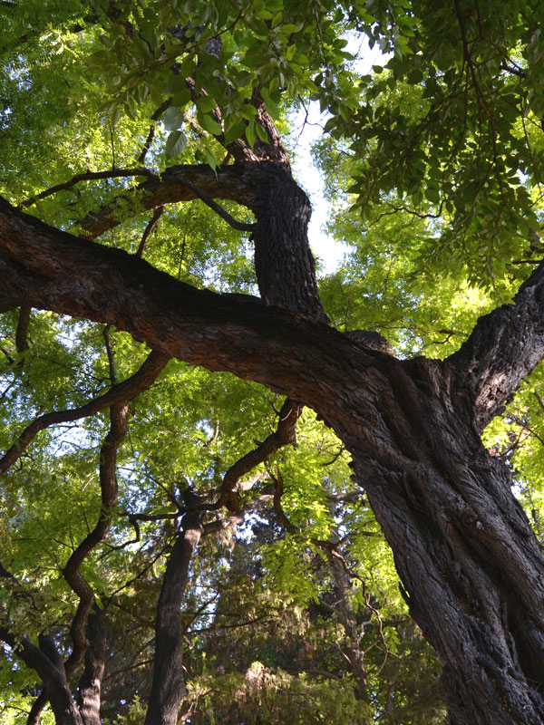 Cold Hardy Yellow Jacaranda, Tipu Tree (tipuana tipu) Urban Perennials