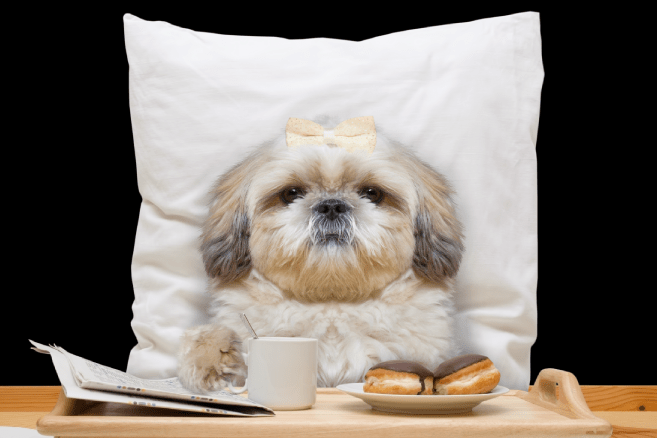 Hotel & Daycare Urban Pets