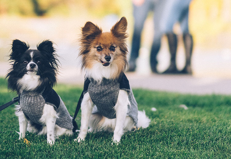 The Best Dog Parks in Denver