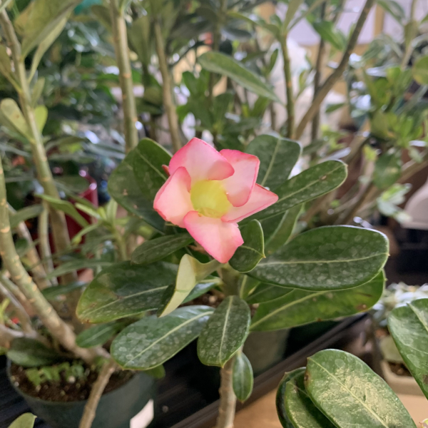 Desert Rose Urban Roots