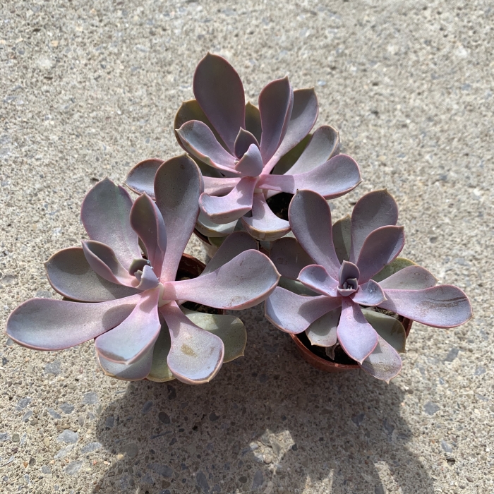 Pink Succulent Echeveria "Purple Pearl" Urban Roots